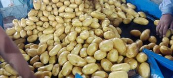 Fresh White Potato from Pakistan – 80g+ Size from MRK Nexus International Pvt Ltd Fresh White Potato from Pakistan – 80g+ Size - MRK Nexus International Pvt Ltd - Pakistan